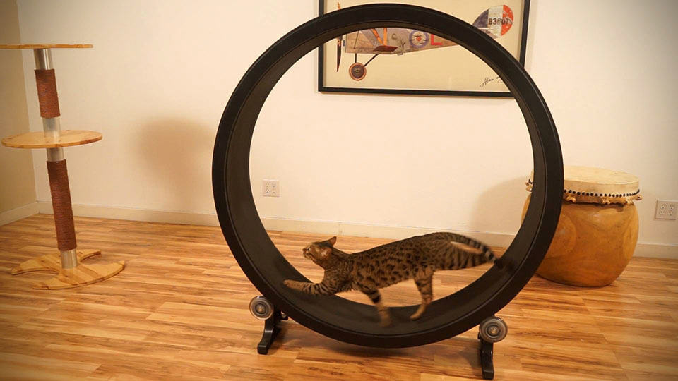 One Fast Cat Is A Giant Hamster Wheel For Your Cat That Doesn't Cost An
