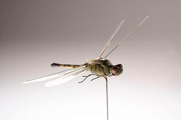 CIA Spy Gadgets - Dragonfly Insectothopter micro-UAV 600x400px