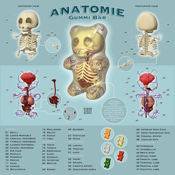 Jason Freeny "Gummi Anatomie" illustration 600x600px