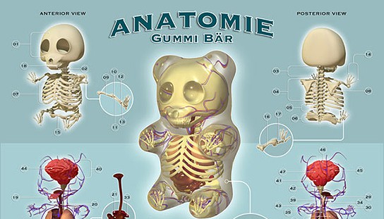 Jason Freeny Gummi Anatomie 544x311px