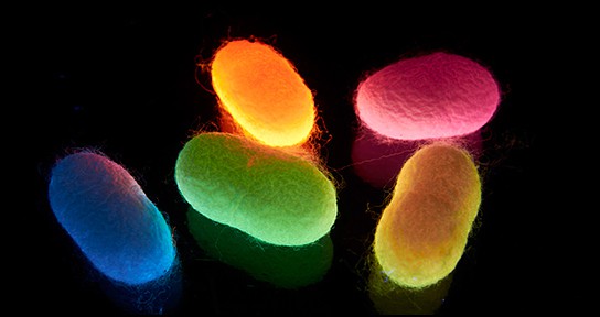 IMRE coloured silk cocoons 544x288px