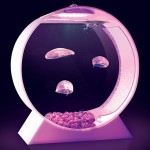 forget about fish tank, check out this Desktop Jellyfish Tank