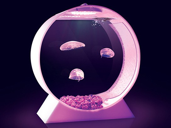 Desktop Jellyfish Tank 544x408px