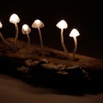 LED Mushroom Desk Lamps