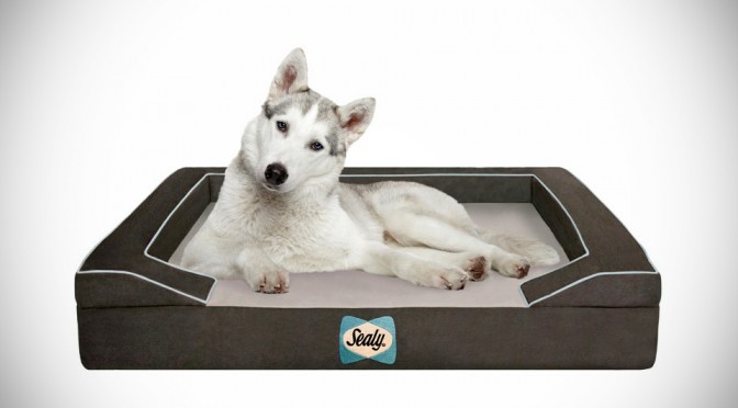 Sealy Dog Beds