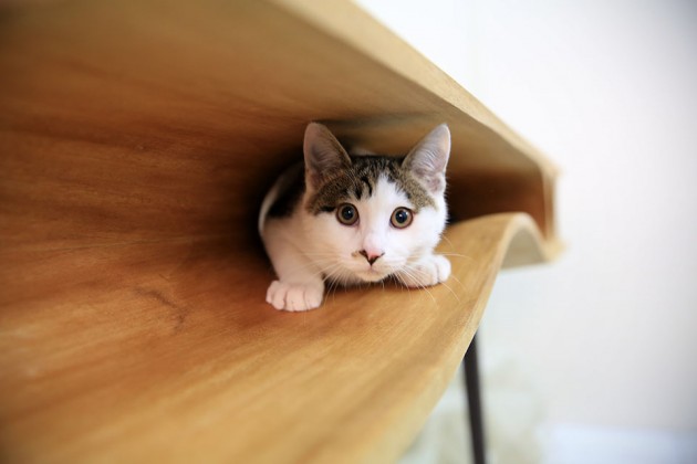 CATable - Finally, A Table For Both Humans And Cats