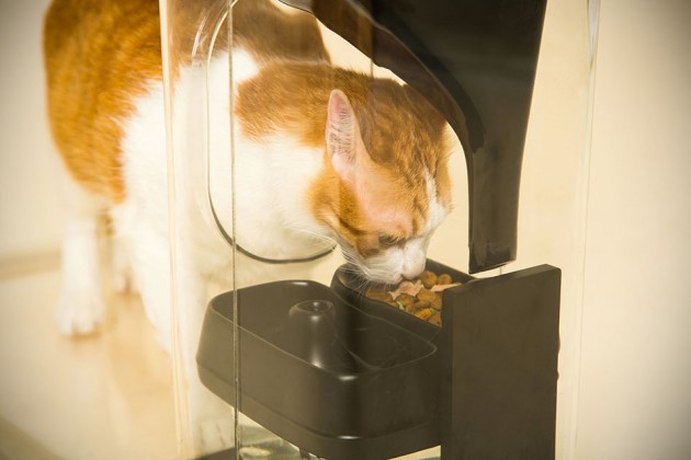 Bistro Smart Cat Feeder