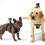 You Had Your Fun With GoPro, Now Let Your Dogs Have A Go Too With Fetch GoPro Mount For Dogs