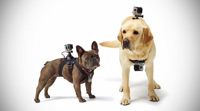 GoPro Fetch Dog Harness