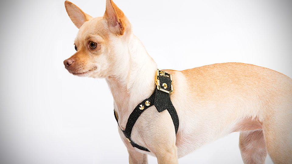 Brikk Lux Buddy Belt Dog Harness