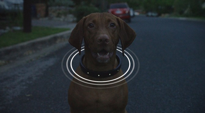 Dog Collar Goes High-tech with This All-in-One Smart Dog Collar - SHOUTS