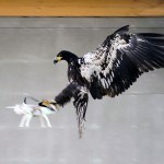 Dutch Police Thinks Eagles May Be The Answer To Errand Drones