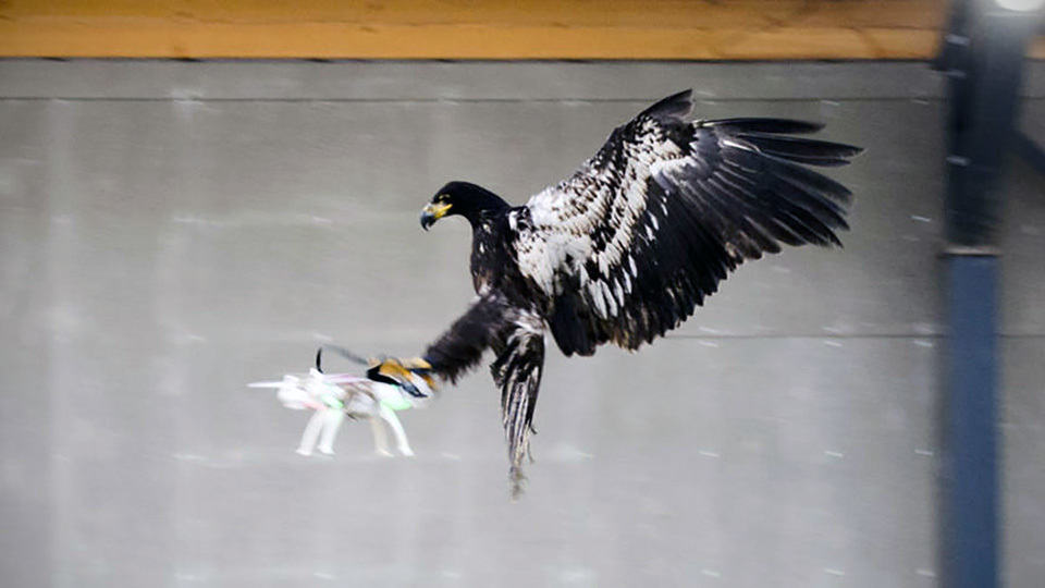 Dutch Police Drone-hunting Eagles