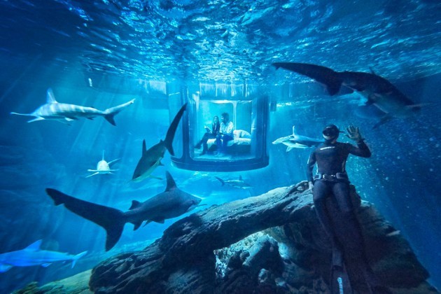 Airbnb The Shark Aquarium Stay
