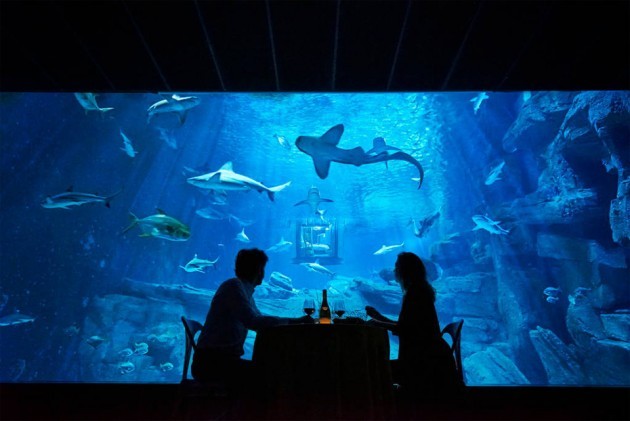 Airbnb The Shark Aquarium Stay