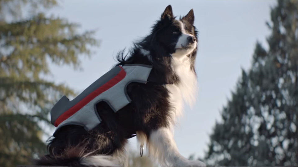 Posting Tail Dog Vest by Pedigree Spain